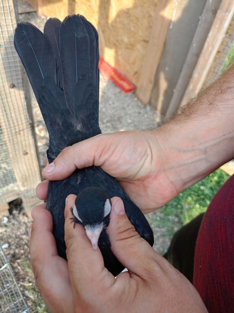 8574456a-5c93-4a35-ab92-d686f1abe763-1_all_37838 - Jucători unicolori tineret2025