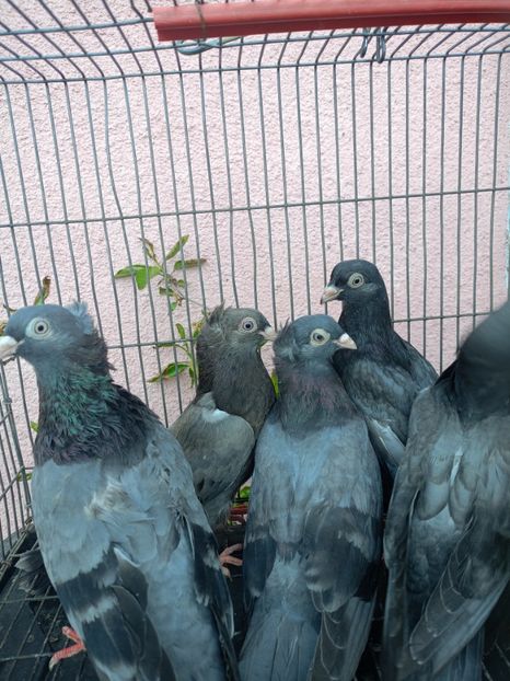 8574456a-5c93-4a35-ab92-d686f1abe763-1_all_37797 - Jucători unicolori tineret2025