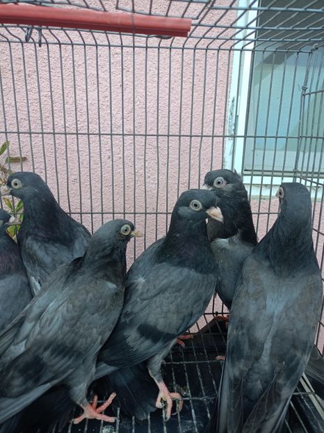 8574456a-5c93-4a35-ab92-d686f1abe763-1_all_37800 - Jucători unicolori tineret2025