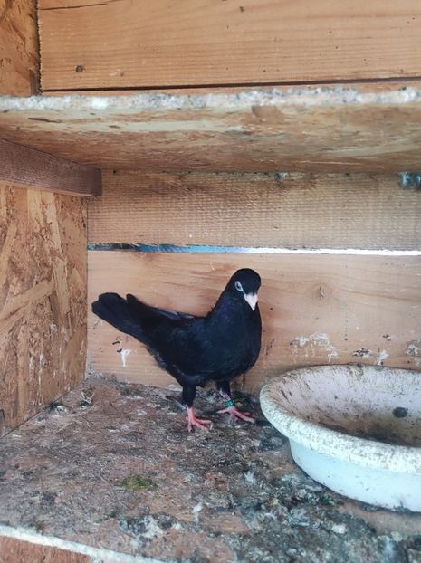  - Jucători unicolori tineret2025