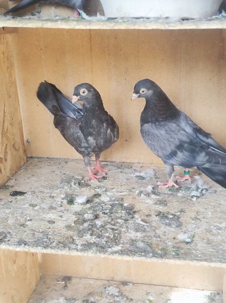  - Jucători unicolori tineret2025