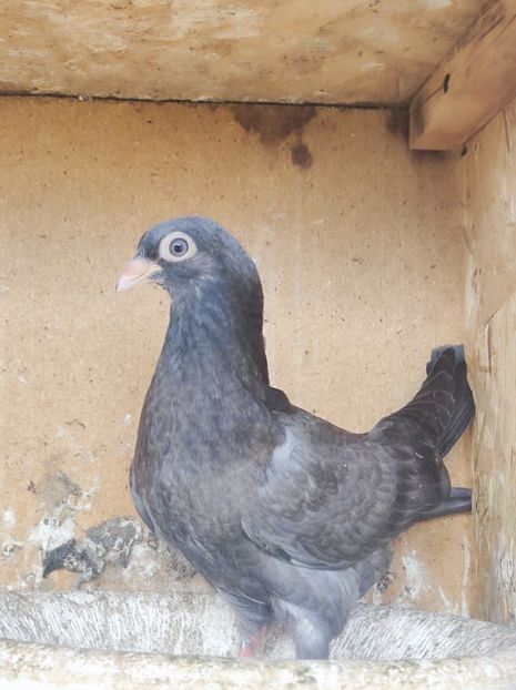  - Jucători unicolori tineret2025