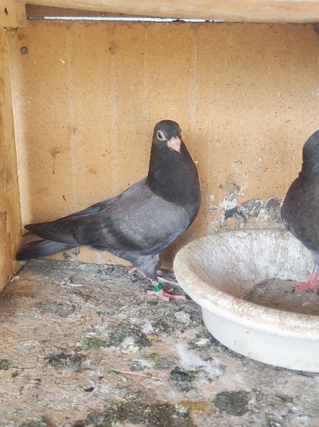  - Jucători unicolori tineret2025