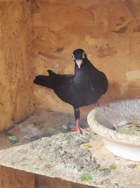  - Jucători unicolori tineret2025