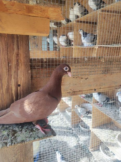  - Jucători unicolori tineret2025