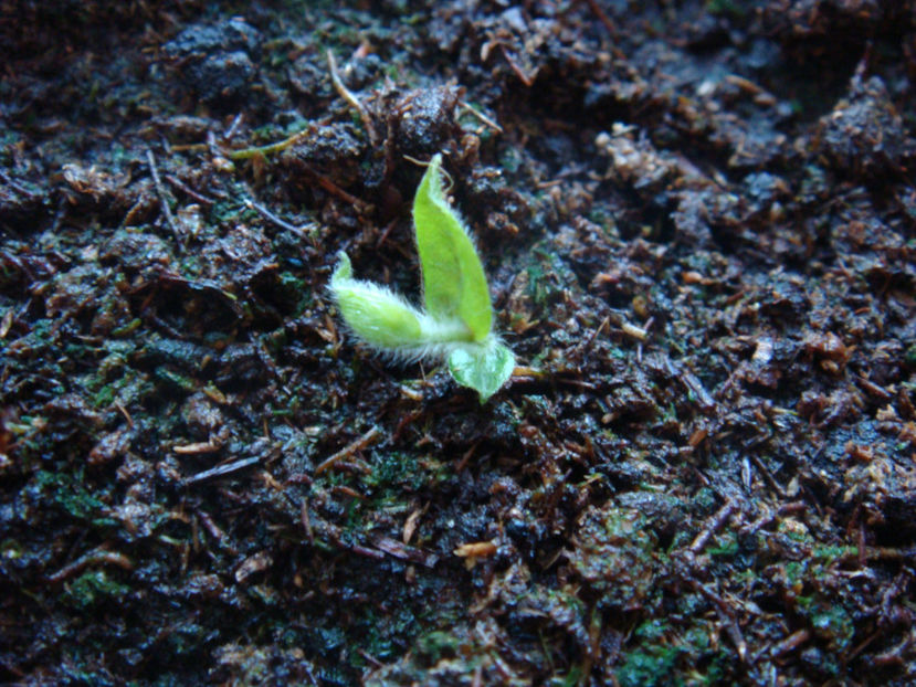  - Myrciaria strigipes