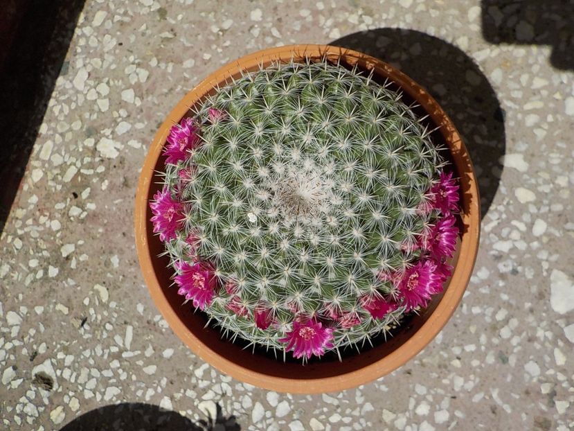  - mammillaria hahniana
