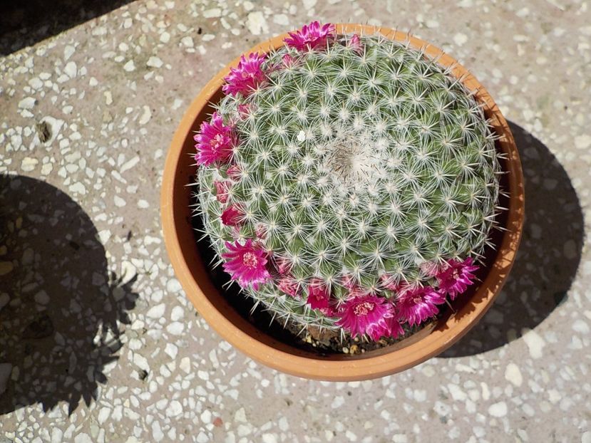 - mammillaria hahniana