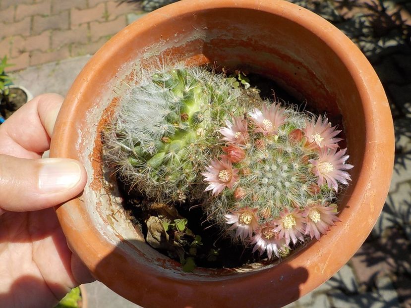  - mammillaria bocasana