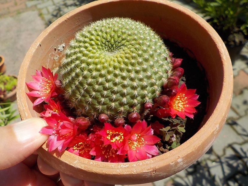  - rebutia minuscula