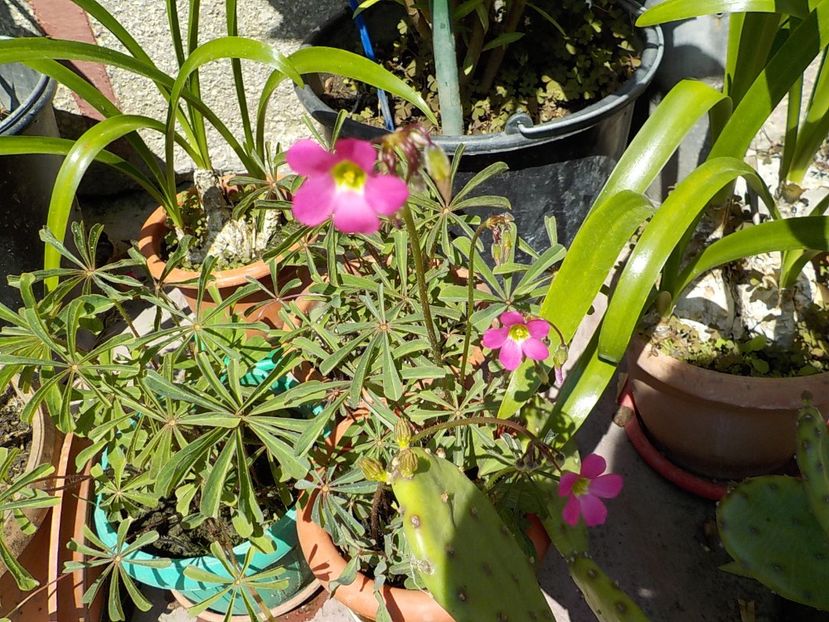  - oxalis adenophylla