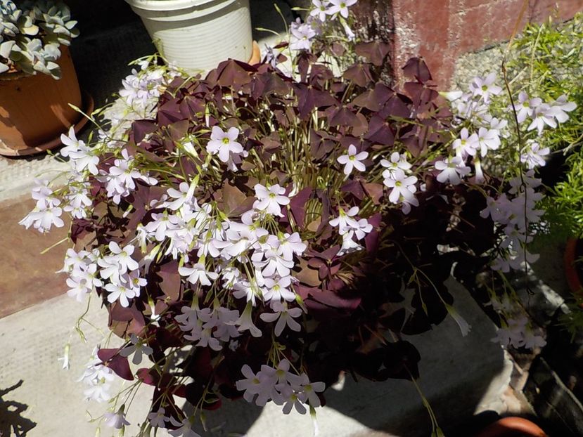  - oxalis triangularis