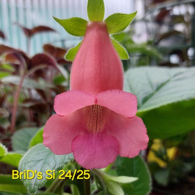 Img-2025.06.15 - Sinningia din semințe hibrizi Dna Dietze 2025