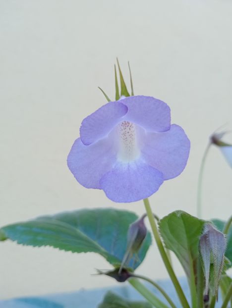  - Sinningia Bleu Ciel