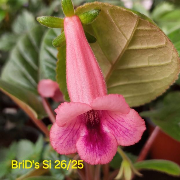 Img-2025.06.16 - Sinningia din semințe hibrizi Dna Dietze 2025