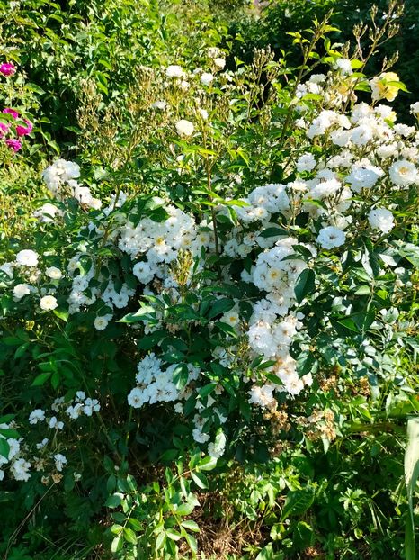 IMG20250616091327 - Trandafiri 2025 ll