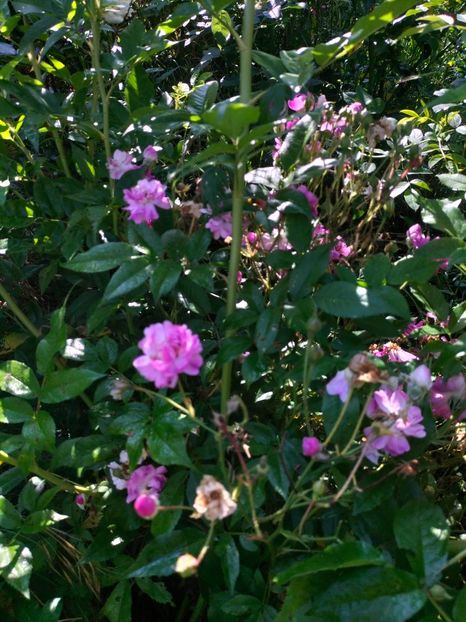 IMG20250616091250 - Trandafiri 2025 ll