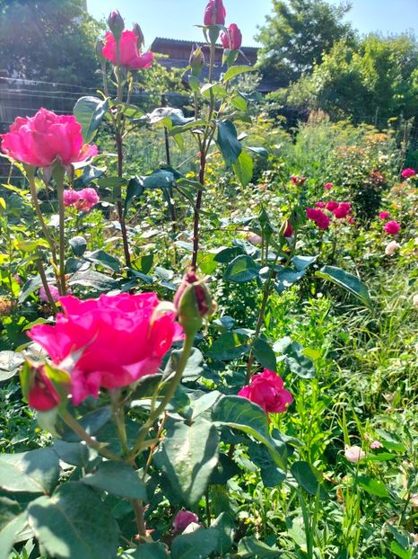 IMG20250616091152 - Trandafiri 2025 ll