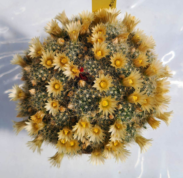 Mammillaria prolifera - Mammillaria prolifera Bexar Co