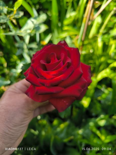  - Trandafiri 2025 ll