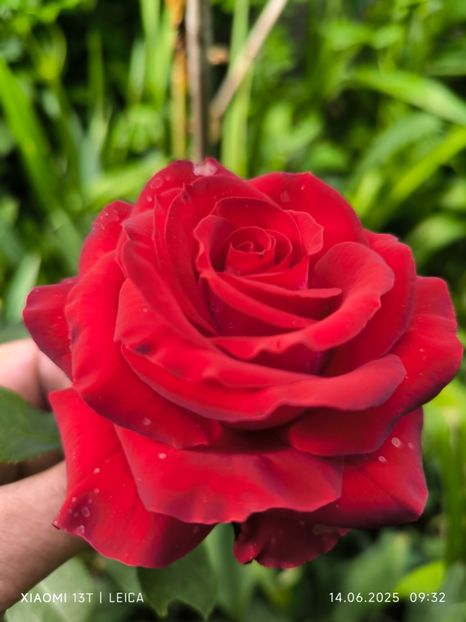  - Trandafiri 2025 ll