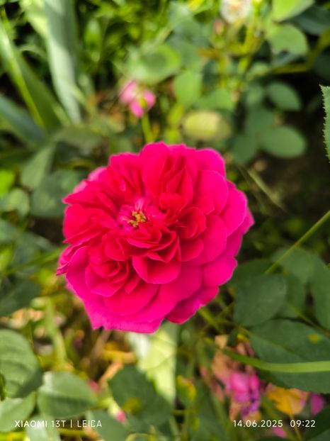  - Trandafiri 2025 ll