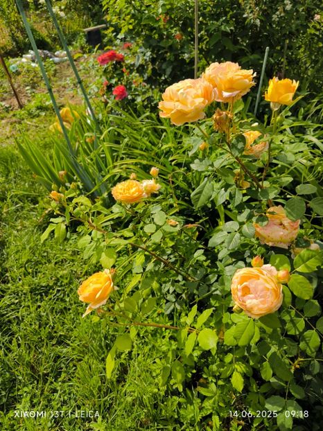  - Trandafiri 2025 ll