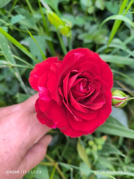  - Trandafiri 2025 ll