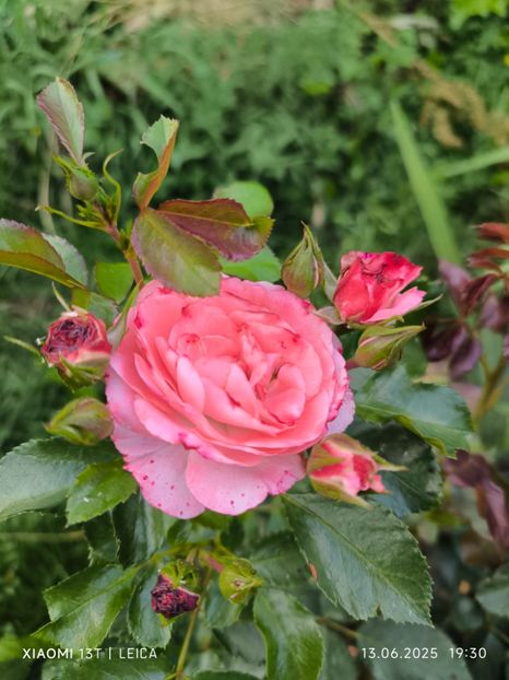  - Trandafiri 2025 ll