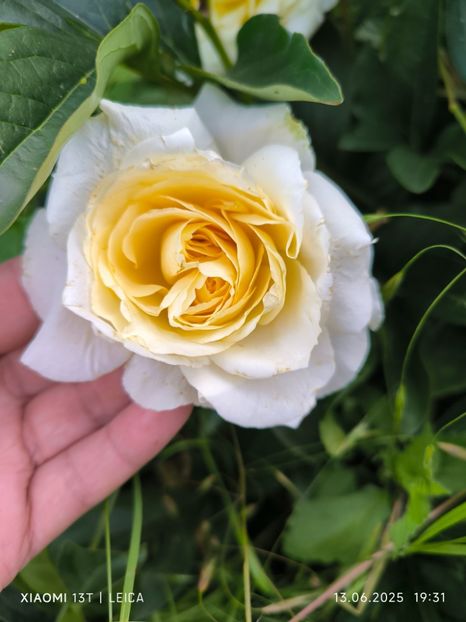  - Trandafiri 2025 ll