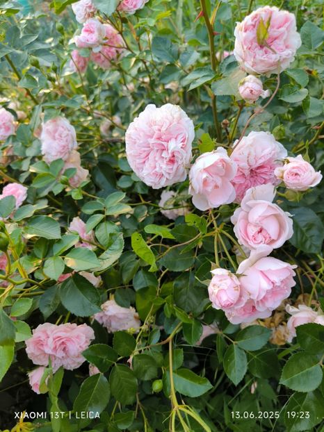  - Trandafiri 2025 ll