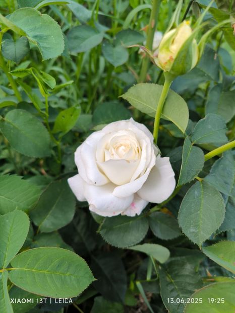  - Trandafiri 2025 ll