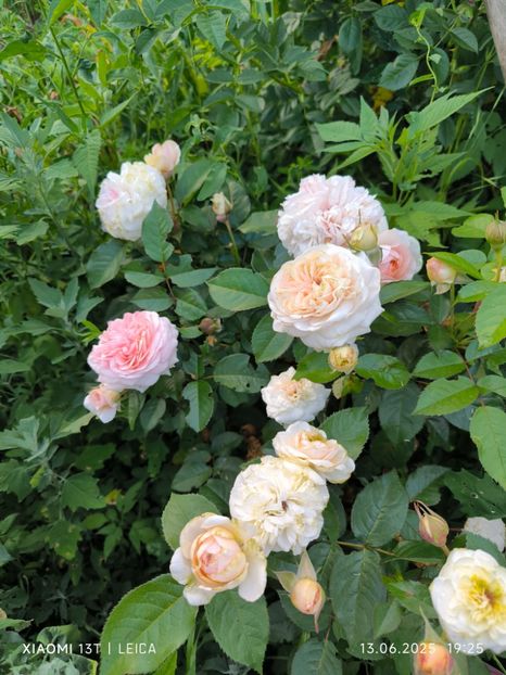  - Trandafiri 2025 ll