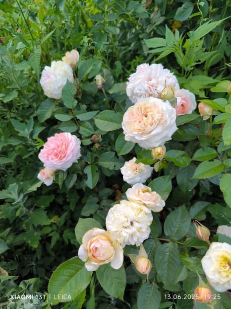  - Trandafiri 2025 ll