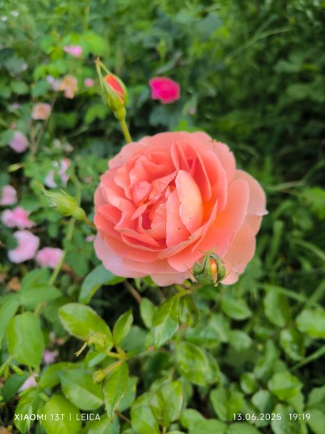  - Trandafiri 2025 ll