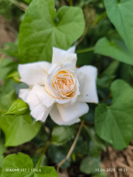  - Trandafiri 2025 ll