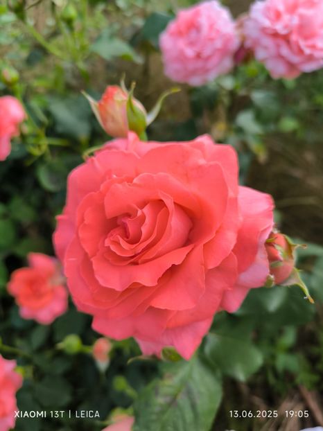  - Trandafiri 2025 ll