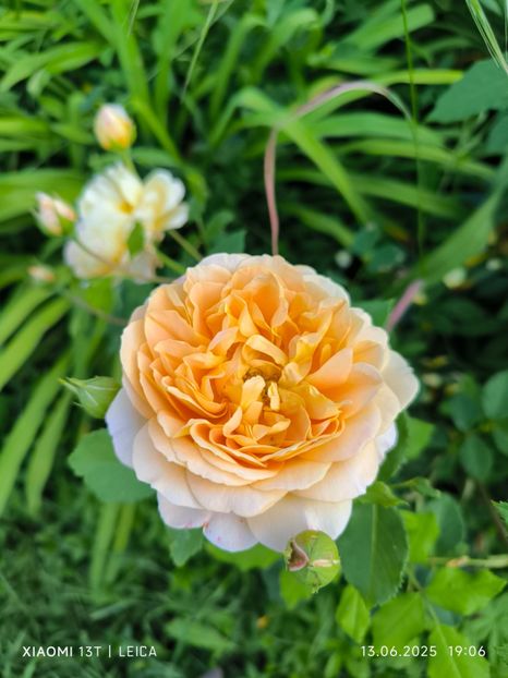  - Trandafiri 2025 ll