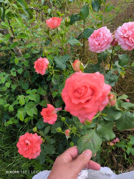  - Trandafiri 2025 ll