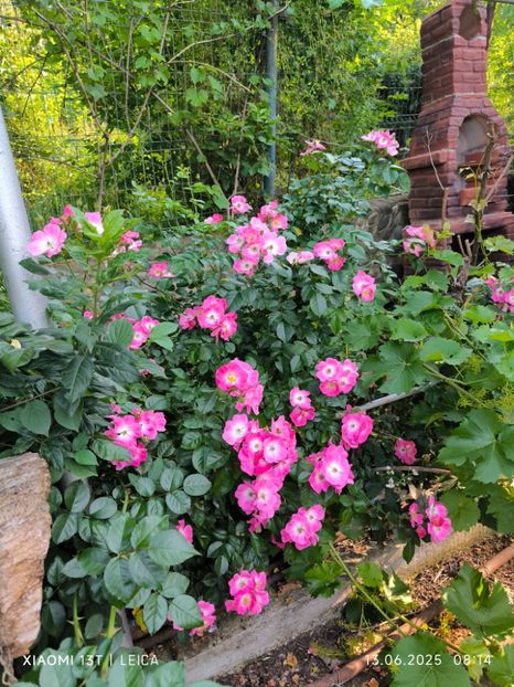  - Trandafiri 2025 ll