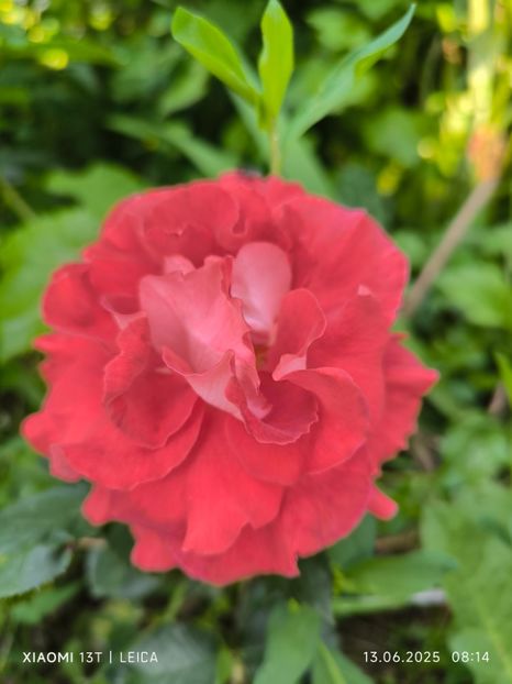  - Trandafiri 2025 ll