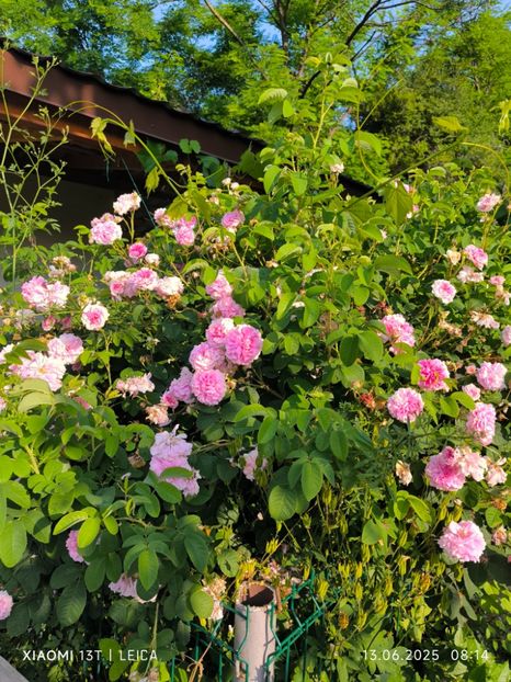  - Trandafiri 2025 ll