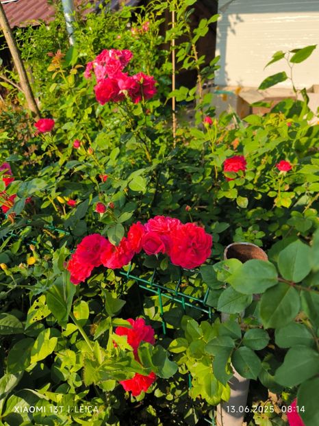  - Trandafiri 2025 ll