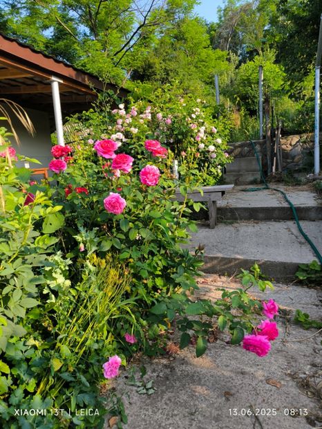  - Trandafiri 2025 ll