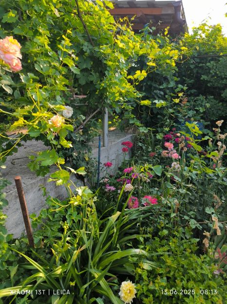  - Trandafiri 2025 ll