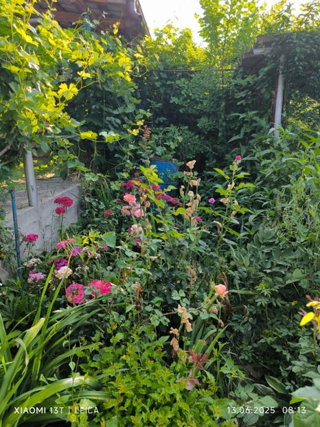  - Trandafiri 2025 ll