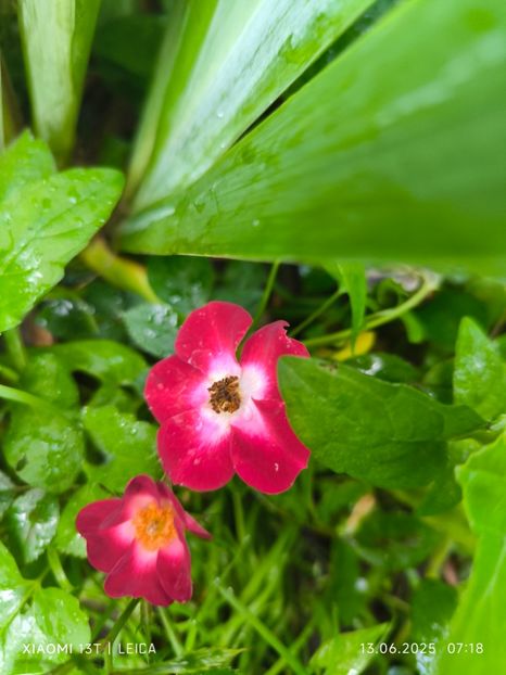  - Trandafiri 2025 ll