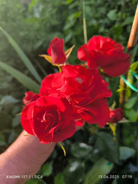  - Trandafiri 2025 ll