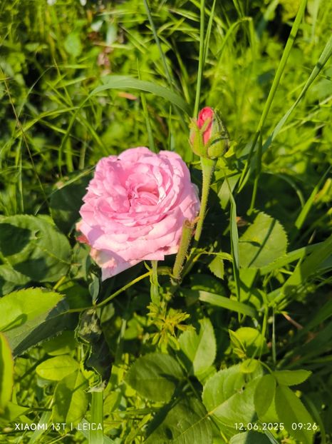  - Trandafiri 2025 ll