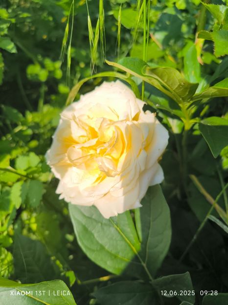  - Trandafiri 2025 ll